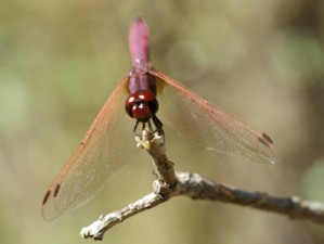 COloration caractristique du mle de Trithemis