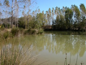 graviere
