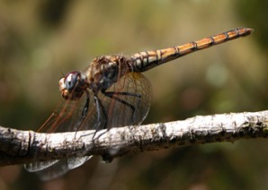 Femelle de Trithemis annulata